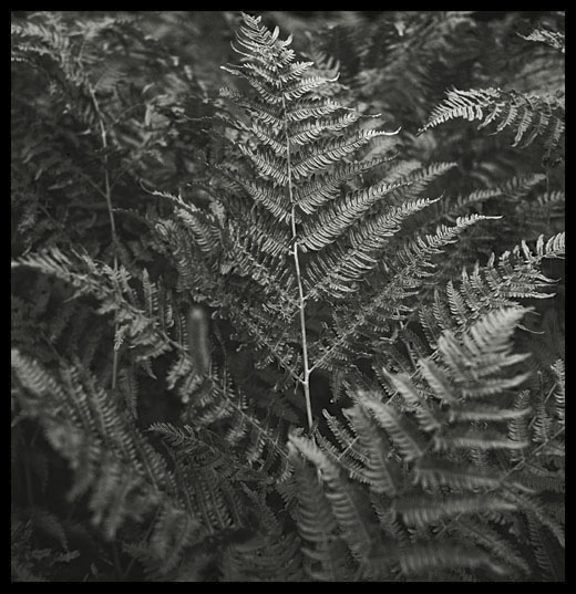 kaprad (bracken)